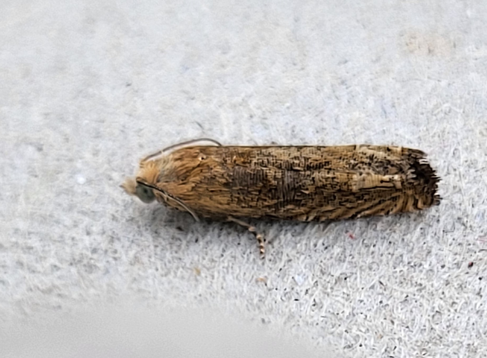 Photo of Bright Bell (Eucosma hohenwartiana)